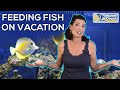 Feeding Your Fish While on Vacation | Preparation and Auto-Feeders with Hilary from WaterLogged