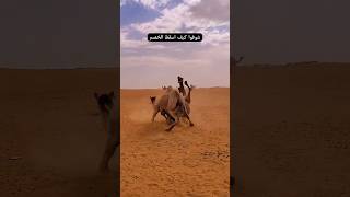 هجوم سريع و مباغت بين الإبل في الصحراء 🔥 🐪 #shorts #احب_البر #اكسبلور