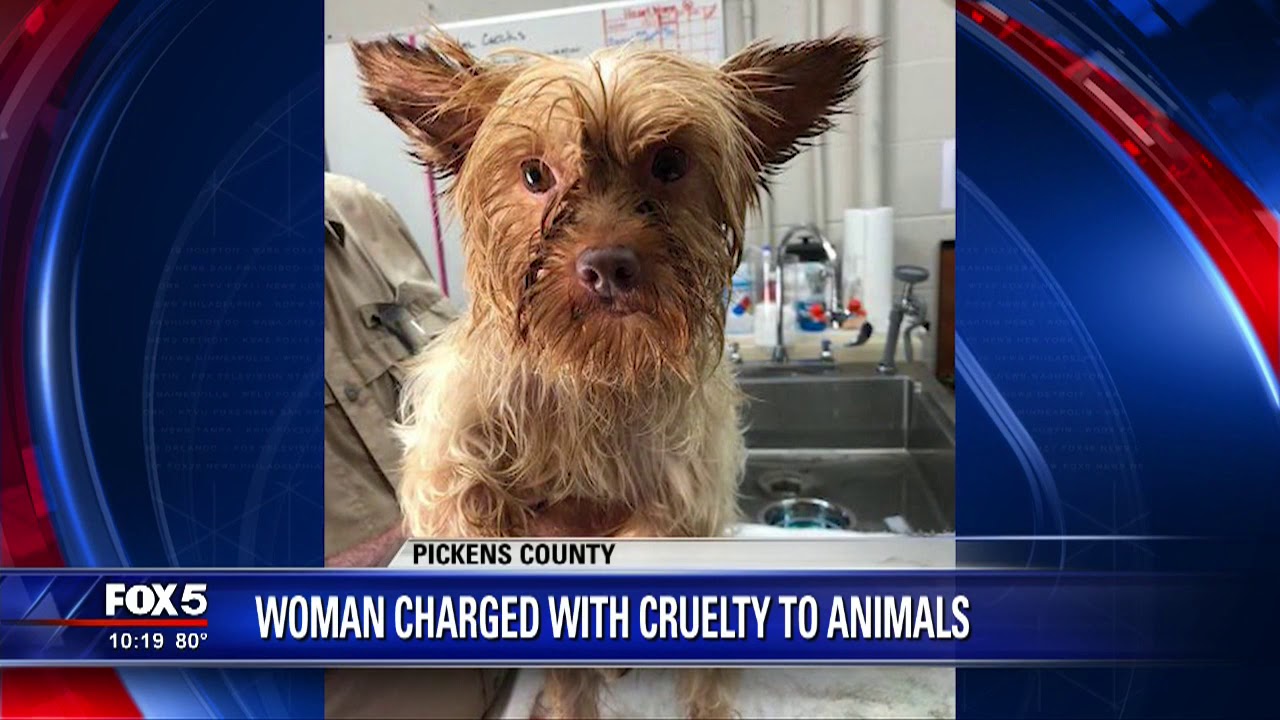 Woman charged with cruelty to animals - YouTube