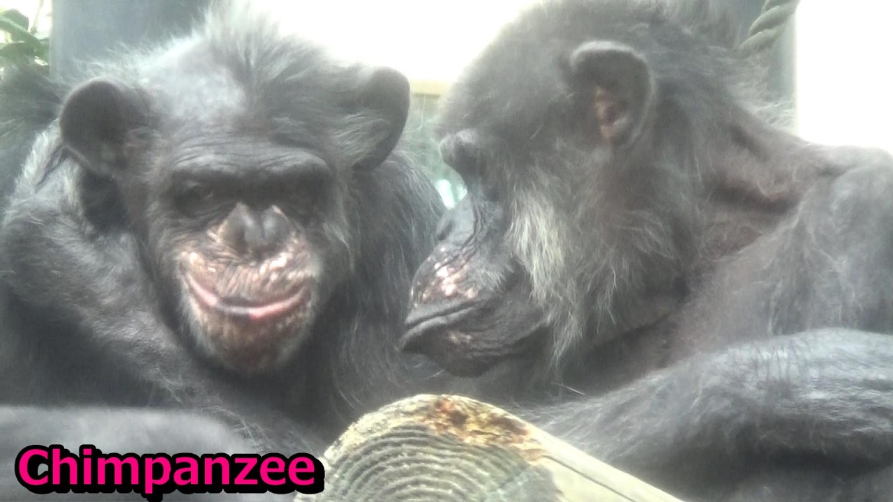 Chimpanzee family #98 チンパンジー一家の日常【Cute animal videos