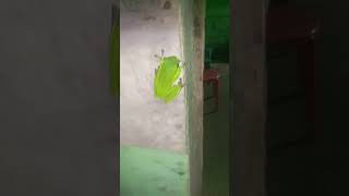 Ngakak Nyata Ll Kalo Kodok Beruba Jadi Pangeran Ganteng Ll Pangeran Kodok