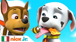 PAW Patrol - La Squadra dei Cuccioli | I Cuccioli trovano una nuova casa per le api! | Nick Jr.