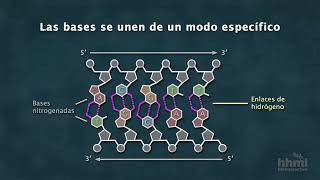 La estructura química del ADN | Video HHMI BioInteractive screenshot 4