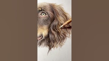 Winston, coloured pencil 8x10” #drawing #petportrait #dog #cockerspaniel #coloredpencil #art #artist