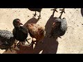 hungry chicks