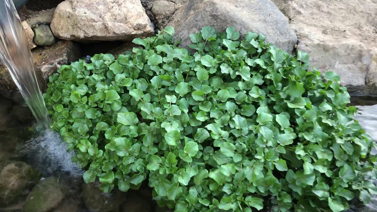 Watercress 