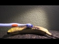 Touching banana with toothbrush