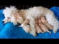 Maltipoo / Toy Poodle Puppies Life - Day 1-2