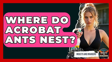 Where Do Acrobat Ants Nest? - Insects and Invaders