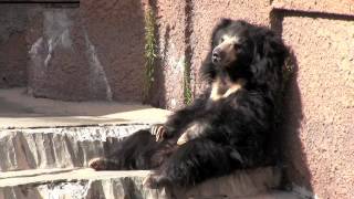 ナマケグマのひなたぼっこ~ Sloth Bear