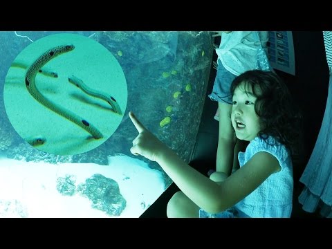 Vol.2夏休みお出掛け！アクアマリンふくしま 熱帯魚 ナメダンゴ魚 チンアナゴ Aquamarine Fukushima himawari-CH