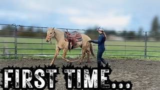 Introducing a Saddle to my Wild Mustang (Full Training Session)