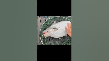 Câu cá vồ đém bằng sâu sứ !!! #cauca #fishing #ngaoduthienha #caucavodem