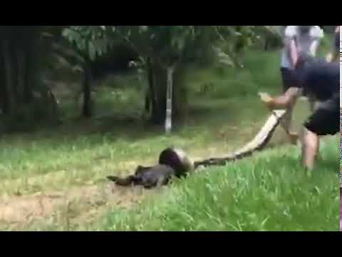 Liberan perro de anaconda