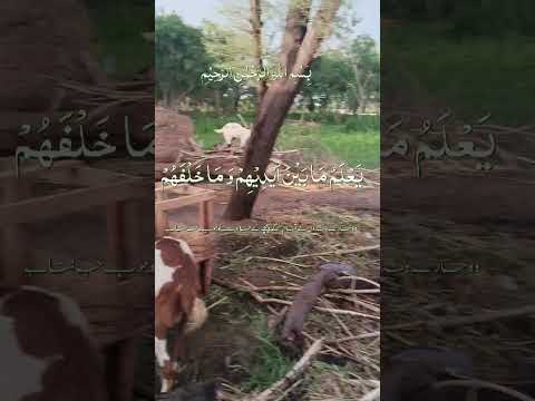 ##quran pak ki Aayat ki tilawat please sport me and subscribe to my channel thanks for the help ##