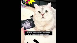 #dadidachannel #cat #catshorts