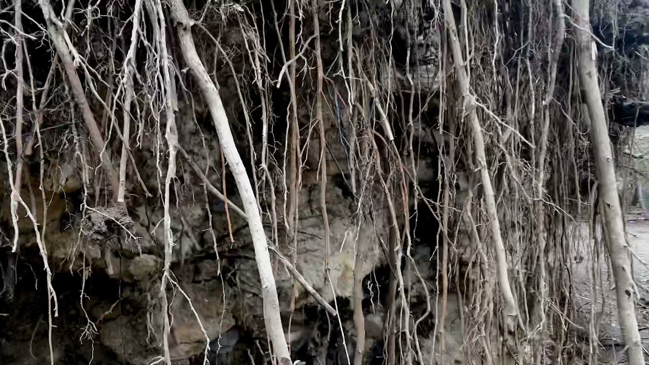 Cranbury Park il fantasma di un noce Americano April 12, 2021