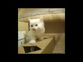 Kurilian Bobtail kittens fourth week の動画、YouTube動画。