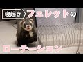 寝起きフェレットのローテーション🐾