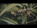 キンモクセイ - 4yu【LyricVideo】