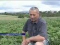 Село на Закарпатье живет за счет продажи клубники (ви...