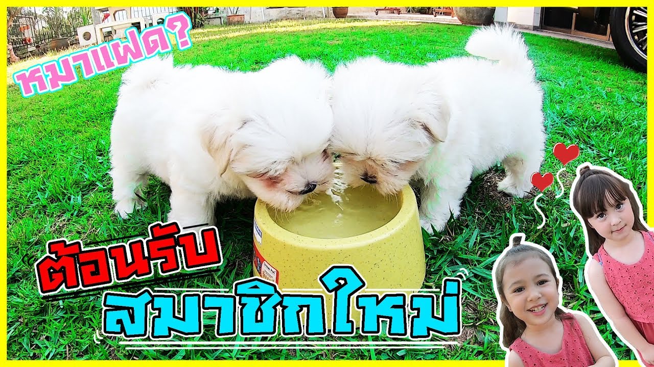 วิ่งกันดุ๊กดิ๊กน่ารัก!! ต้อนรับสมาชิกใหม่ตัวขาวนุ่มนิ่ม (หลานฝรั่งผมมีลูกแล้ว!)