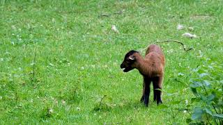 Cameroon Sheep