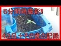 5分間隔撮影！ホウセンカの成長記録　４３日間＋その後の記録