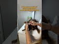 Набор: лосьон для глаз и ушей артикул ВБ: 323088002