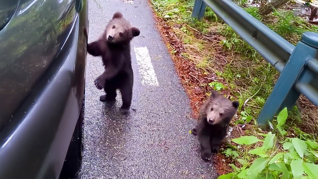 Двое испуганных медвежат обратились к мужчине с мольбами о помощи, а затем произошло нечто шокиру...