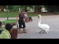 Гордые и бесстрашные лебеди - 1. Swan attack!