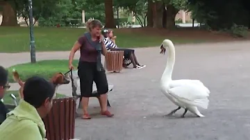 Гордые и бесстрашные лебеди - 1. Swan attack!