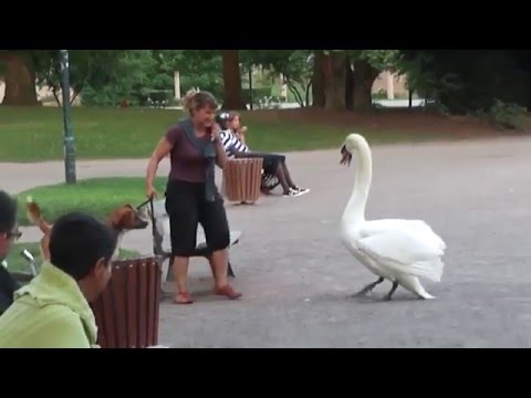 Гордые и бесстрашные лебеди 1. Swan attack!