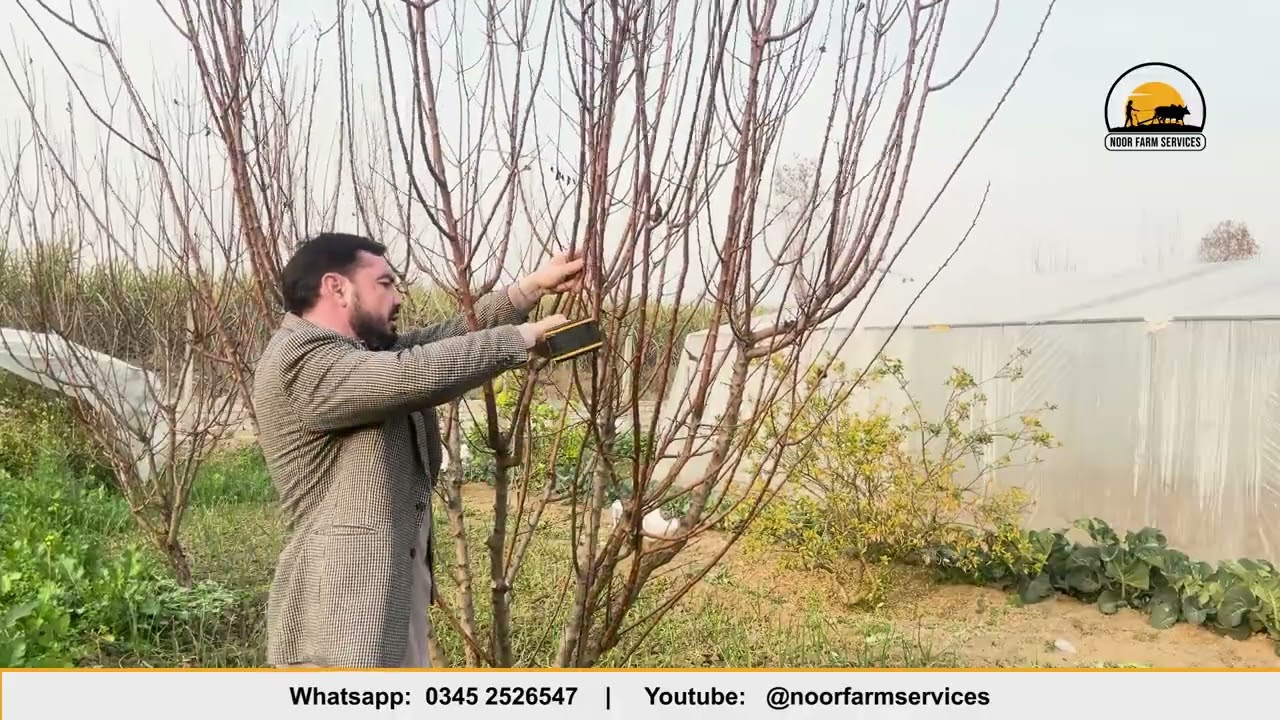Right method of Pruning in Agriculture Farming Complete Guide | 