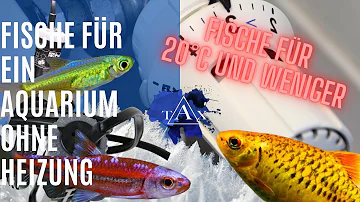 Welche Fische kann man ohne Heizung im Aquarium halten?