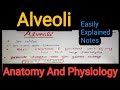 Notes Of Alveoli (Respiratory System) in Anatomy And Physiology in Hindi/Bsc Nursing /Gnm