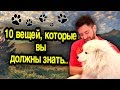 10 Вещей Которые, ВЫ ДОЛЖНЫ Знать о Самоедских Лайках | 10 Фактов о Самоедах