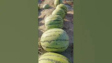 شوفوا الجلود ديال الدلاح كيتباعوا في مرجان المغرب Food اكسبلور Cooking 