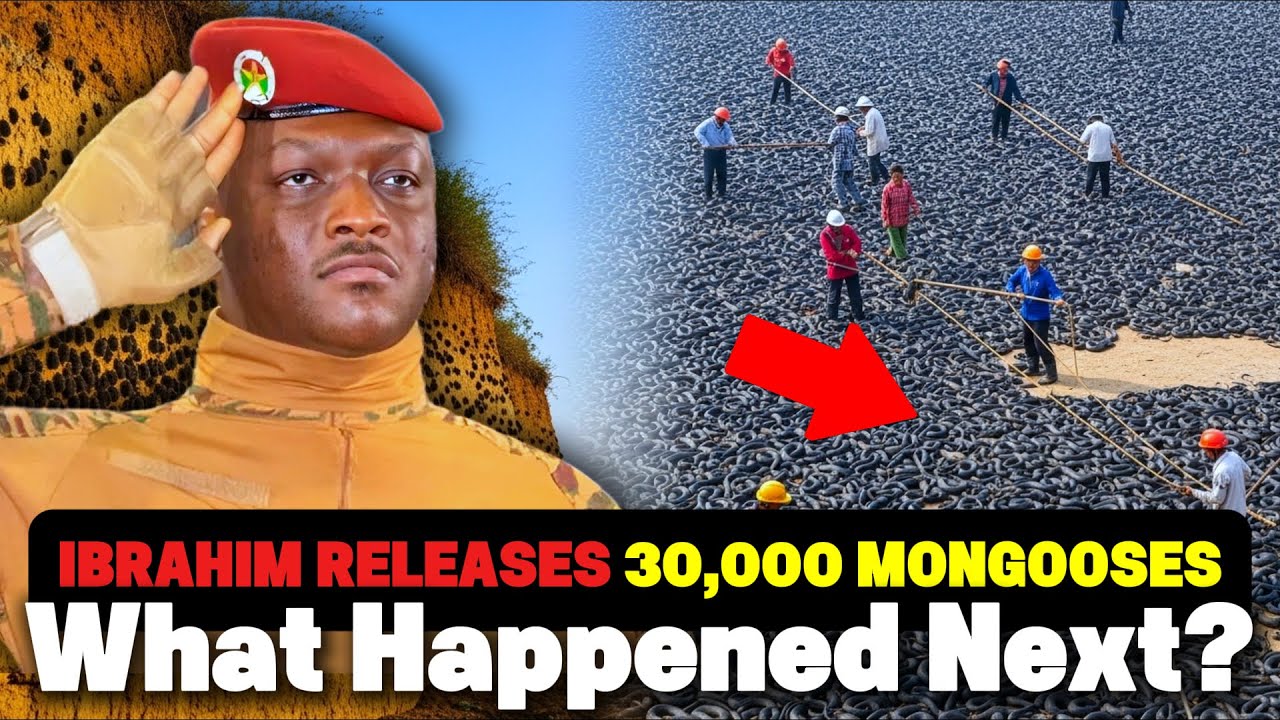 TRAORÉ DECLARES WAR ON SNAKES – The Shocking Project That Will CHANGE Burkina Faso Forever