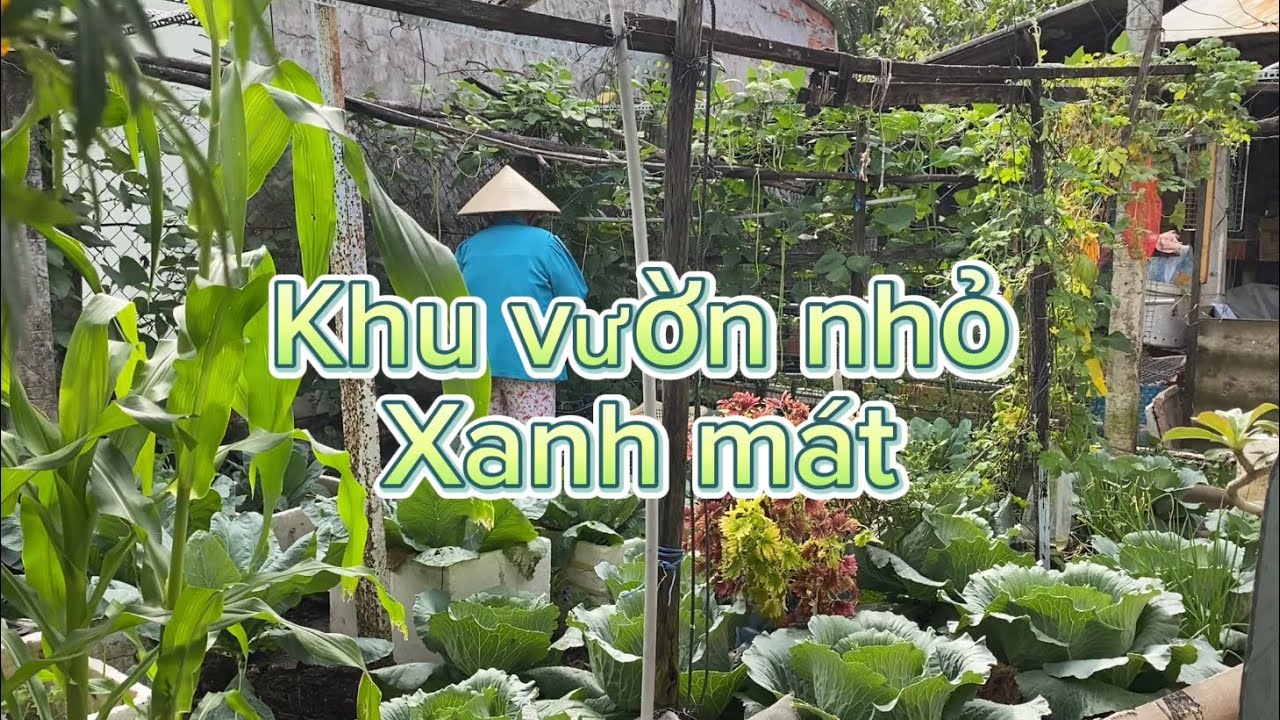 Thu hoạch rau củ trong khu vườn nhỏ | Miền Tây Quê Mẹ - YouTube