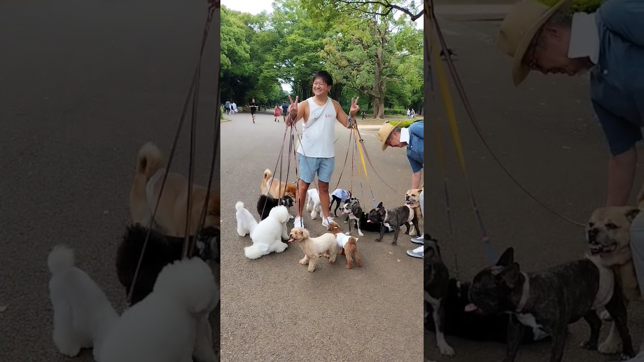 Someone walks 13 dogs in Tokyo's Yoyogi Park