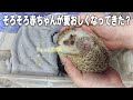 面倒見てくれてる?ハリネズミの人工保育4日目!