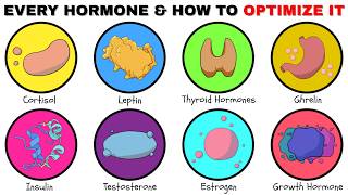 Every Hormone & How To Optimize Them Explained