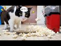 Shooting Popcorn. Cat's Reaction