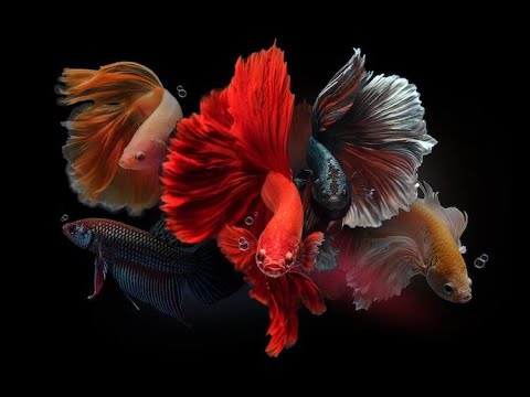 Wideo: Dlaczego Hodowane Są Głównie Ryby Roślinożerne?