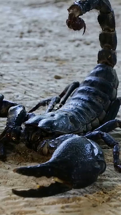 DeathStalker: Earth's Most Venomous Scorpion! #shorts #facts #animals