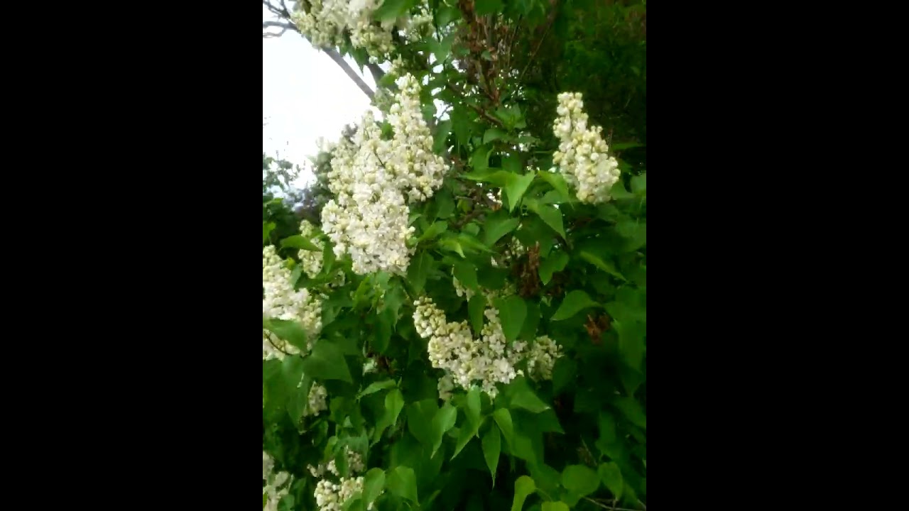 White Lilacs smell Wonderful.