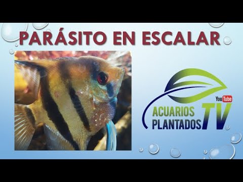 Video: Cómo Tratar El Escalar