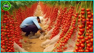 : The Most Modern Agriculture Machines That Are At Another Level , How To Harvest Tomatoes In Farm 4