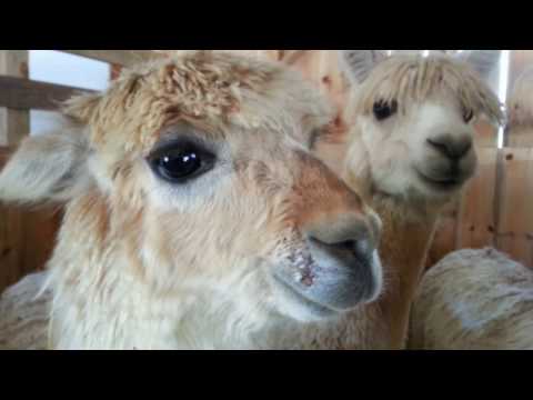 sweet-sounds-of-an-alpaca.